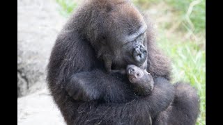 Baby gorilla born at Audubon Zoo in New Orleans [upl. by Beka]