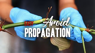 How to EASILY propagate an Aroid [upl. by Ennovi770]