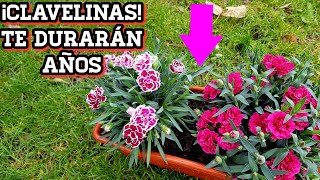 Clavelinas siempre hermosas con estos cuidados 💐 Cuidar Clavel chino en maceta Dianthus clavelin [upl. by Ayojal961]