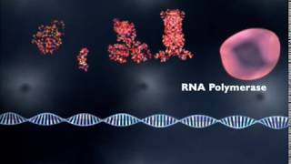 What is gene regulation [upl. by Samul92]