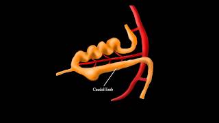 Embryological Rotation of the Midgut [upl. by Griffis102]