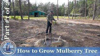 How to Grow Mulberry Tree PROGRESSION Growing Guide  1 [upl. by Ycat]