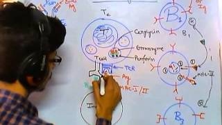 Cytotoxic T cell function [upl. by Rizan]