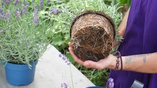 How to Plant Lavender Top Tips  Lavender World [upl. by Hamaso]