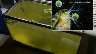 Raising Daphnia for the Freshwater Aquarium [upl. by Schuyler263]