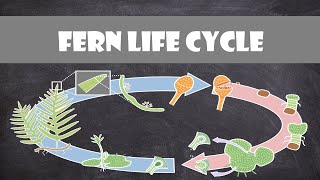 Fern Life Cycle  Plant Biology [upl. by Mcintyre]