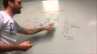 Oxidative Phosphorylation made easy [upl. by Noyar]