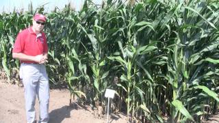 How narrow should corn rows go [upl. by Bromley]