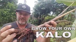 How to Grow Taro Kalo The Easy Way [upl. by Sulrac]