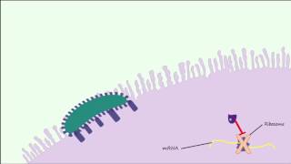 E coli 0157H7 Part 2  Pathogenesis amp Complications [upl. by Aciretal518]