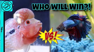 BETTA FISH VS FLOWERHORN STAREDOWN Fish Battle Royale [upl. by Rheinlander571]