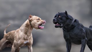 Cane Corso VS Pitbull  Highlights 101 [upl. by Aehsat688]