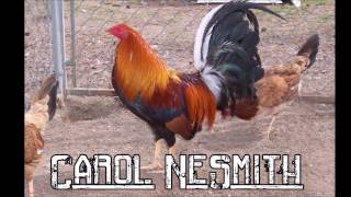 Best Gamefowl Breeders in USA Part 1 [upl. by Harriet]