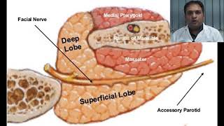 Local complications of Inferior alveolar nerve block [upl. by Areis]