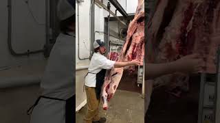 14 Beef carcase classification – assessing a fat class 3 [upl. by Janene]