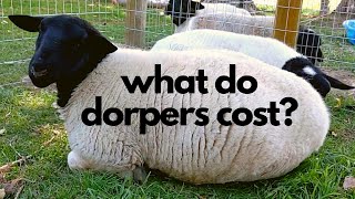 How Much Do Dorper Sheep Cost [upl. by Cindy]