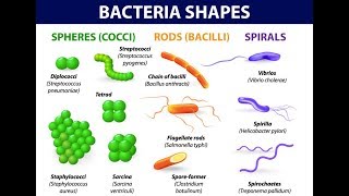 Microbiology of Bacterial Morphology amp Shape [upl. by Merrile]