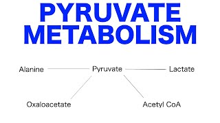 Pyruvate Pathways amp Metabolism [upl. by Tager678]