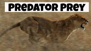 Predator Prey Interactions  Basic Ecology [upl. by Nnaed]