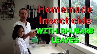 Homemade insecticide using Rhubarb leaves [upl. by Viguerie401]