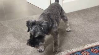 Miniature Schnauzer barking [upl. by Acirt60]