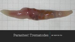 Trematode Life Cycle [upl. by Tichonn]