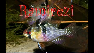 BLUE RAM  RAMIREZI CICHLID in NATURE  Mikrogeophagus ramirezi    ramirezi in the wild [upl. by Kerekes]