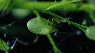 Carnivorous Bladderwort Fastest Plant in the World [upl. by Audie]