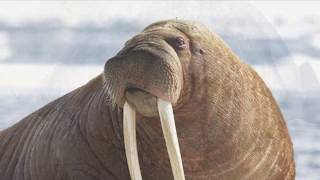 Elephant seal vs Walrus [upl. by Leseil]