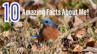 10 Amazing Facts About The Eastern Bluebird [upl. by Ehav814]