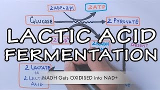 Lactic Acid Fermentation  Detailed [upl. by Nema934]