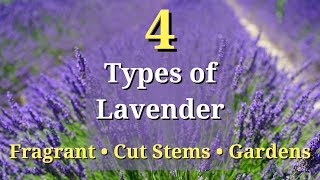 4 Types of Lavender Plants [upl. by Inalan]