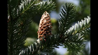 How to identify fir trees Abies spp [upl. by Xonel361]