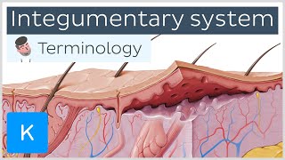 Integumentary system  Anatomical terminology for healthcare professionals  Kenhub [upl. by Selway]