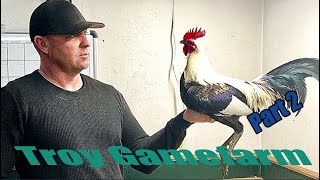 Best Quality Gamefowl By Troy Gamefarm Part 2 [upl. by Marchese]