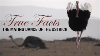 True Facts Mating Dance of the Ostrich [upl. by Tawney438]