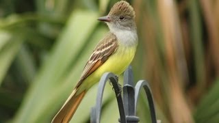 Great Crested Flycatcher Calls  Up Close [upl. by Prescott]