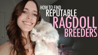 How To Find Reputable Ragdoll Breeders [upl. by Attenehs1]