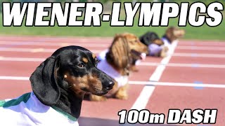 The 100m Dachshund Dash  Wiener Dog Race [upl. by Cired]