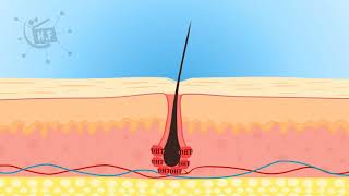 follicle hair animation [upl. by Ibmab]