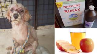 How To Cure Mange in Dogs  Home Remedies For Dog Mange [upl. by Leuqcar]