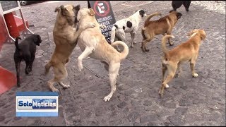 Jauría de perros callejeros amenaza para ciudadanos y turismo [upl. by Ramak809]