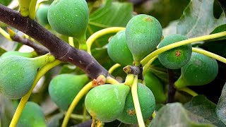 How to Fertilize Fig Trees the Right Way [upl. by Eisned]