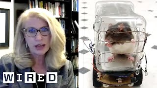 Neuroscientist Explains Why These Rats Drive Tiny Cars  WIRED [upl. by Veneaux]