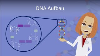 DNA Aufbau leicht erklärt [upl. by Stephannie]