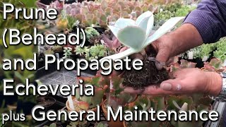 How to Prune Behead and Propagate your Echeveria Succulents plus general maintenance [upl. by Witherspoon906]