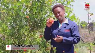 Wambugu Apples Documentary HD [upl. by Lombard]