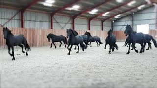 10 frisky Friesian horses [upl. by Cho]