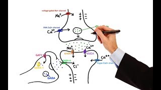 Pharmacology  ANTIEPILEPTIC DRUGS MADE EASY [upl. by Taddeo]