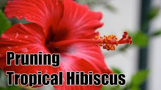 How to Prune and Maintain Tropical Hibiscus [upl. by Arch982]